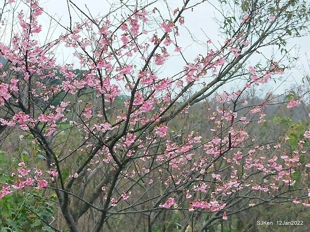 「風尾步道賞櫻」(Cherry blossoms at Windtail, Yangming mountain, Taipei, Taiwan, SJKen, Jan 12, 2022.