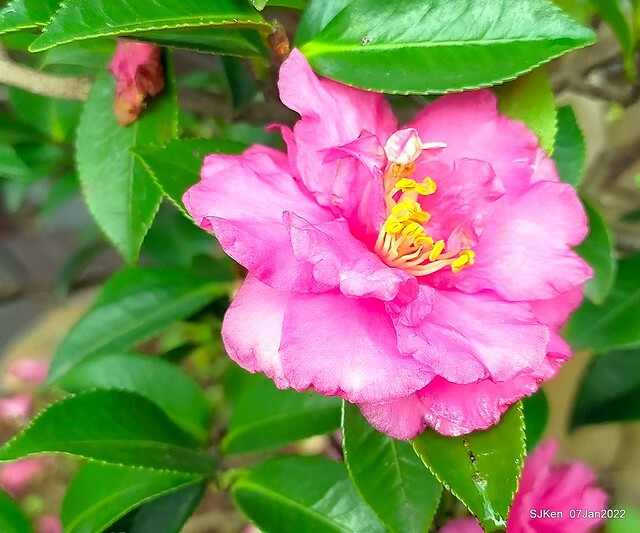 2022「花IN台北」台北花季花卉試驗中心茶花展(2022 Camillia exhibition), Taipei, Taiwan, SJKen,Jan 7,  2022.