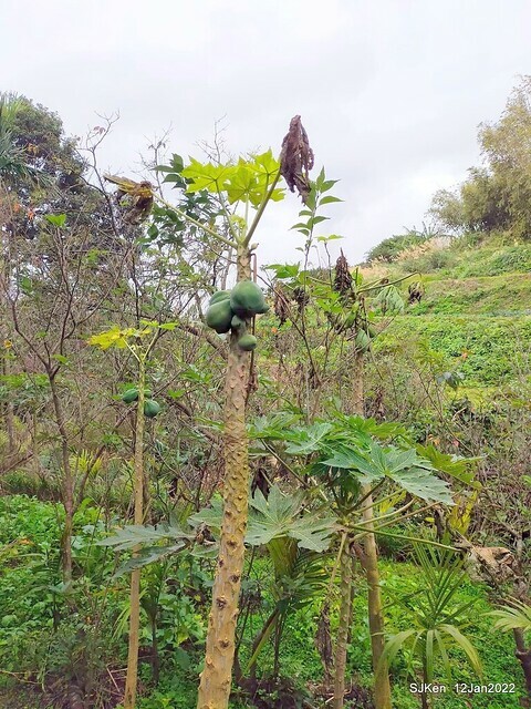 「風尾步道賞櫻」(Cherry blossoms at Windtail, Yangming mountain, Taipei, Taiwan, SJKen, Jan 12, 2022.