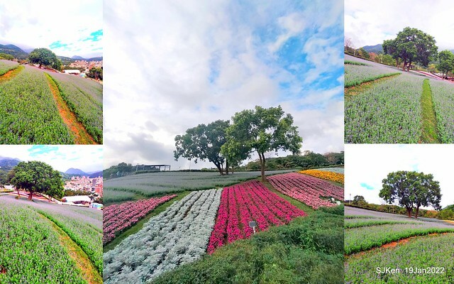Park blossoms at「 北投社三層崎公園」, Taipei, Taiwan, SJKen, Jan 19, 2022.