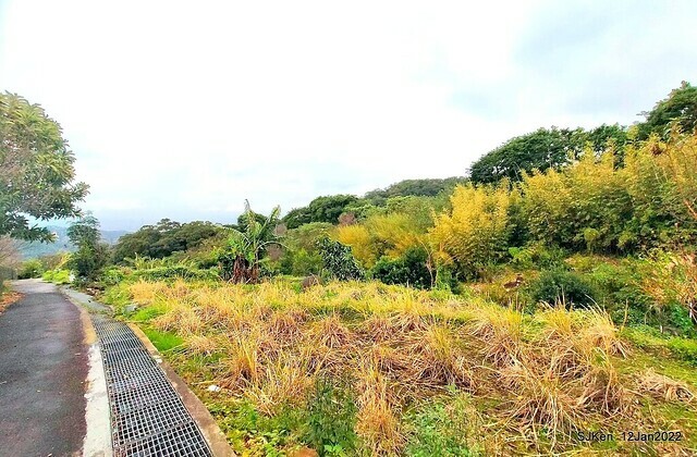 「風尾步道賞櫻」(Cherry blossoms at Windtail, Yangming mountain, Taipei, Taiwan, SJKen, Jan 12, 2022.