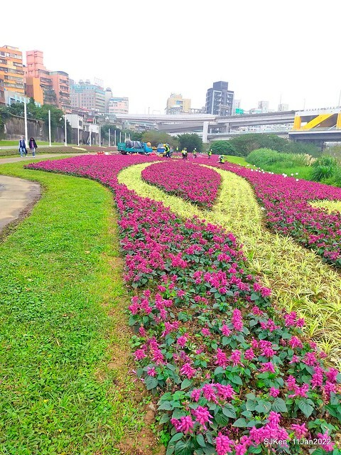 成美左岸河濱公園花海(Flower blossoms of Cheng-Me riverbank garden), Taipei, Taiwan, SJKen, Jan 11, 2022.