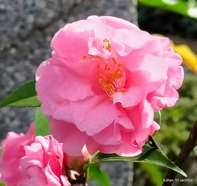 2022「花IN台北」台北花季花卉試驗中心茶花展(2022 Camillia exhibition), Taipei, Taiwan, SJKen,Jan 7,  2022.