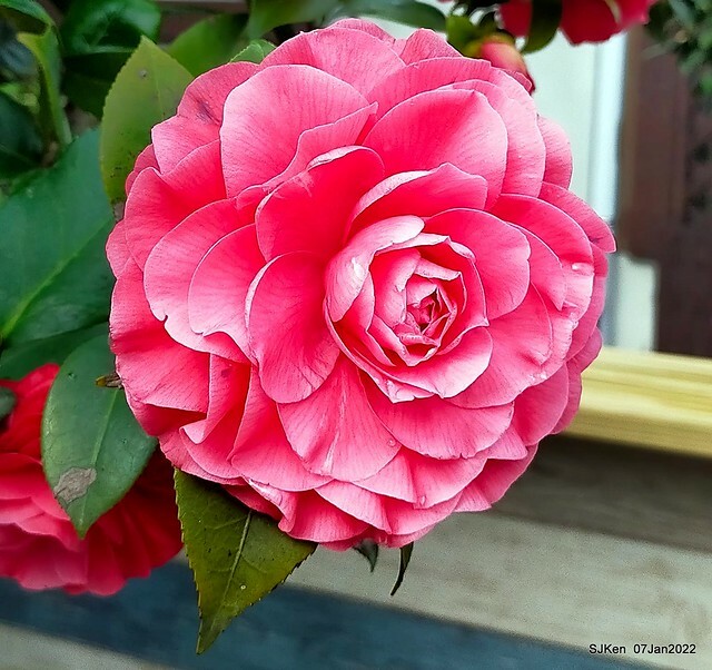 2022「花IN台北」台北花季花卉試驗中心茶花展(2022 Camillia exhibition), Taipei, Taiwan, SJKen,Jan 7,  2022.