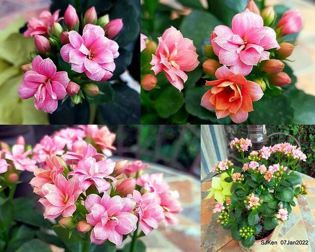 2022「花IN台北」台北花季花卉試驗中心茶花展(2022 Camillia exhibition), Taipei, Taiwan, SJKen,Jan 7,  2022.