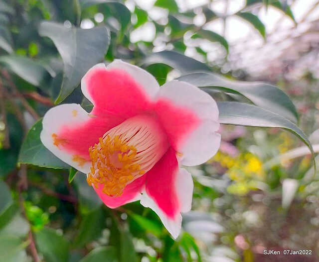 2022「花IN台北」台北花季花卉試驗中心茶花展(2022 Camillia exhibition), Taipei, Taiwan, SJKen,Jan 7,  2022.