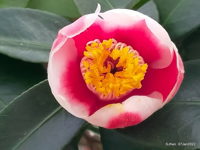 2022「花IN台北」台北花季花卉試驗中心茶花展(2022 Camillia exhibition), Taipei, Taiwan, SJKen,Jan 7,  2022.