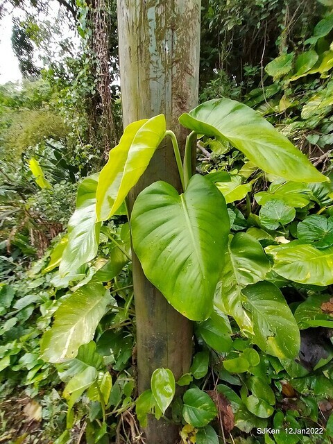 「風尾步道賞櫻」(Cherry blossoms at Windtail, Yangming mountain, Taipei, Taiwan, SJKen, Jan 12, 2022.