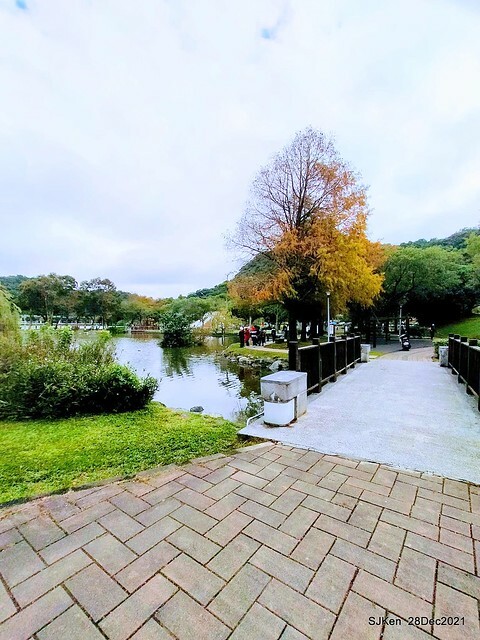 Larix pine & water birds at Big lake garden, Taipei, Taiwan, SJKen, Dec 28, 2021.