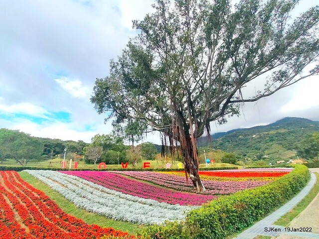 Park blossoms at「 北投社三層崎公園」, Taipei, Taiwan, SJKen, Jan 19, 2022.