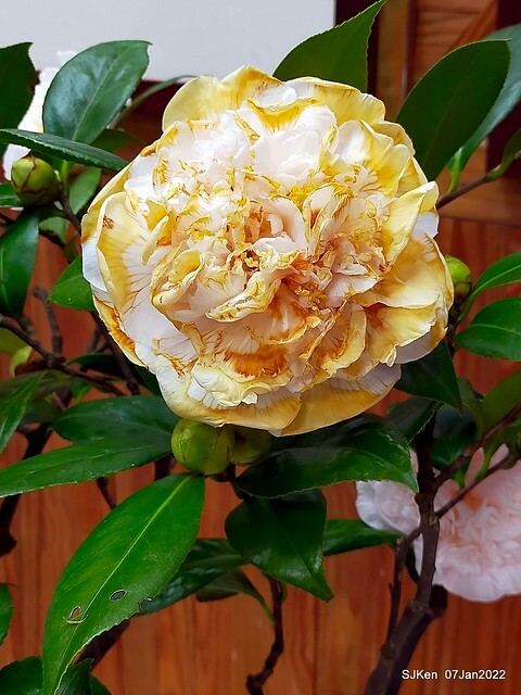 2022「花IN台北」台北花季花卉試驗中心茶花展(2022 Camillia exhibition), Taipei, Taiwan, SJKen,Jan 7,  2022.