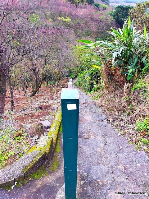 「風尾步道賞櫻」(Cherry blossoms at Windtail, Yangming mountain, Taipei, Taiwan, SJKen, Jan 12, 2022.