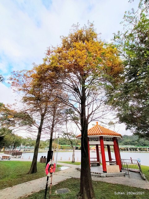 Larix pine & water birds at Big lake garden, Taipei, Taiwan, SJKen, Dec 28, 2021.