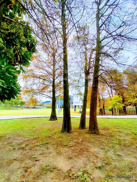 Larix pine & water birds at Big lake garden, Taipei, Taiwan, SJKen, Dec 28, 2021.