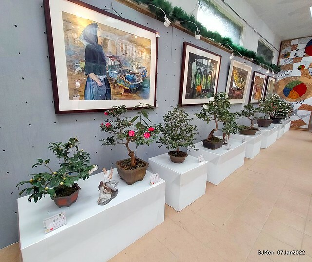 2022「花IN台北」台北花季花卉試驗中心茶花展(2022 Camillia exhibition), Taipei, Taiwan, SJKen,Jan 7,  2022.