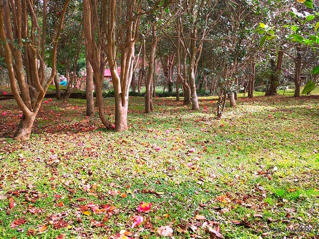 2022「花IN台北」台北花季花卉試驗中心茶花展(2022 Camillia exhibition), Taipei, Taiwan, SJKen,Jan 7,  2022.