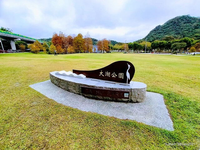 Larix pine & water birds at Big lake garden, Taipei, Taiwan, SJKen, Dec 28, 2021.