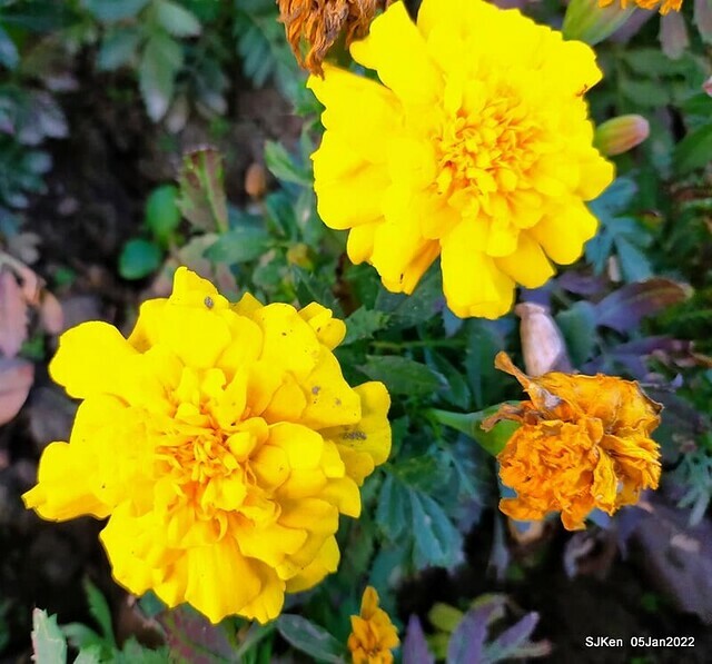 延平河濱公園花海(Flower blossoms of Yan-ping riverbank garden), Taipei, Taiwan, SJKen, Jan 5, 2022.
