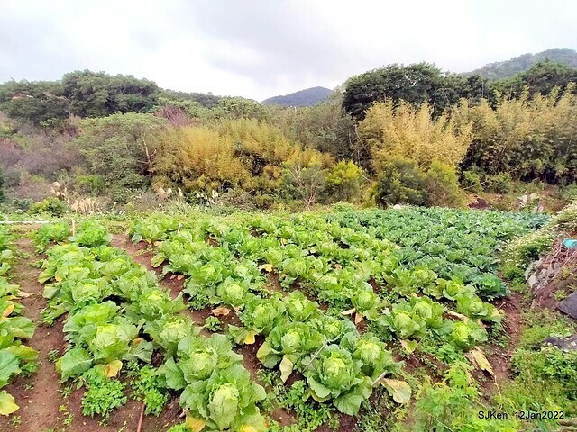 「風尾步道賞櫻」(Cherry blossoms at Windtail, Yangming mountain, Taipei, Taiwan, SJKen, Jan 12, 2022.