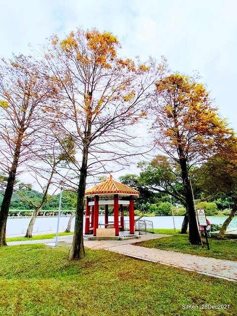 Larix pine & water birds at Big lake garden, Taipei, Taiwan, SJKen, Dec 28, 2021.