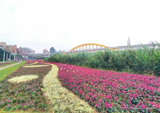成美左岸河濱公園花海(Flower blossoms of Cheng-Me riverbank garden), Taipei, Taiwan, SJKen, Jan 11, 2022.