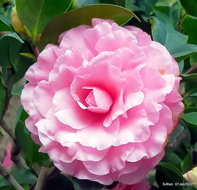 2022「花IN台北」台北花季花卉試驗中心茶花展(2022 Camillia exhibition), Taipei, Taiwan, SJKen,Jan 7,  2022.