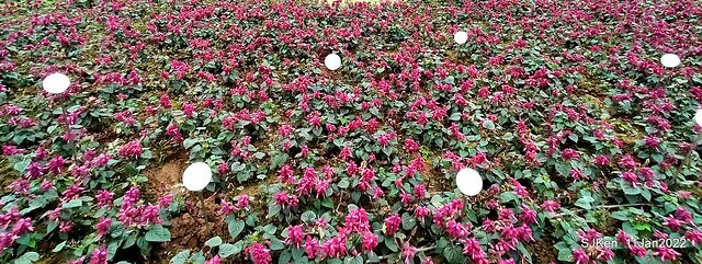 成美左岸河濱公園花海(Flower blossoms of Cheng-Me riverbank garden), Taipei, Taiwan, SJKen, Jan 11, 2022.