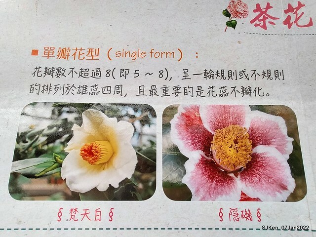 2022「花IN台北」台北花季花卉試驗中心茶花展(2022 Camillia exhibition), Taipei, Taiwan, SJKen,Jan 7,  2022.