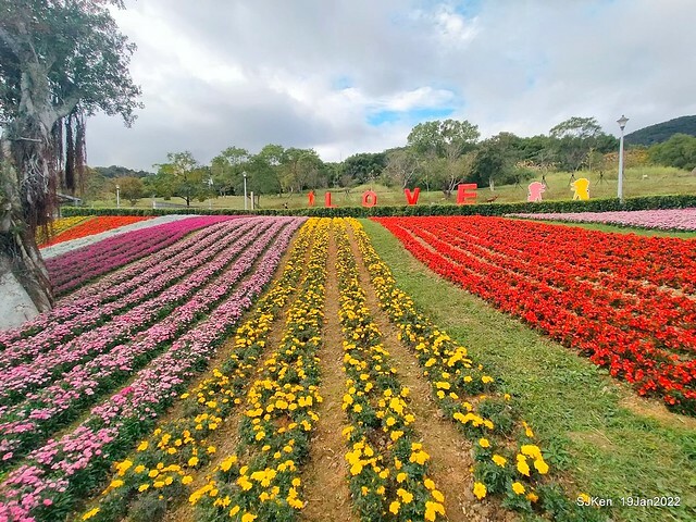 Park blossoms at「 北投社三層崎公園」, Taipei, Taiwan, SJKen, Jan 19, 2022.