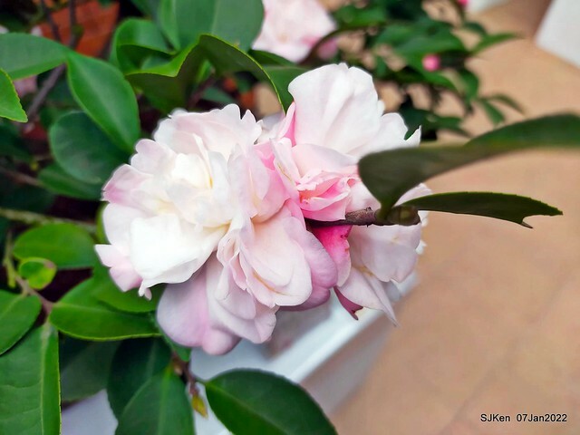 2022「花IN台北」台北花季花卉試驗中心茶花展(2022 Camillia exhibition), Taipei, Taiwan, SJKen,Jan 7,  2022.