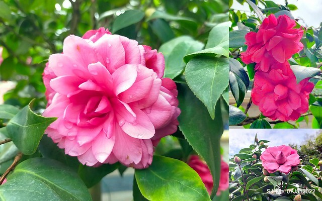 2022「花IN台北」台北花季花卉試驗中心茶花展(2022 Camillia exhibition), Taipei, Taiwan, SJKen,Jan 7,  2022.