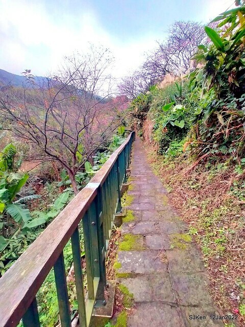 「風尾步道賞櫻」(Cherry blossoms at Windtail, Yangming mountain, Taipei, Taiwan, SJKen, Jan 12, 2022.