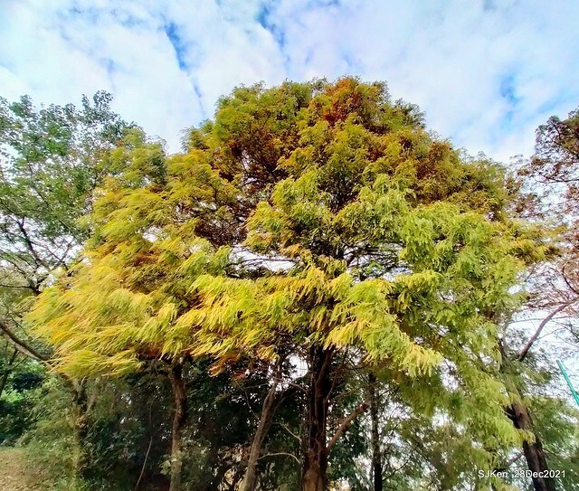 Larix pine & water birds at Big lake garden, Taipei, Taiwan, SJKen, Dec 28, 2021.