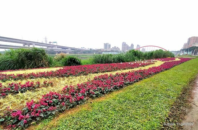 成美左岸河濱公園花海(Flower blossoms of Cheng-Me riverbank garden), Taipei, Taiwan, SJKen, Jan 11, 2022.