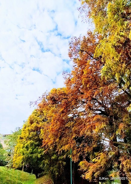 Larix pine & water birds at Big lake garden, Taipei, Taiwan, SJKen, Dec 28, 2021.