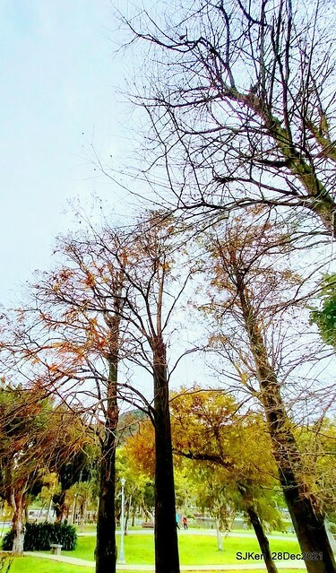 Larix pine & water birds at Big lake garden, Taipei, Taiwan, SJKen, Dec 28, 2021.