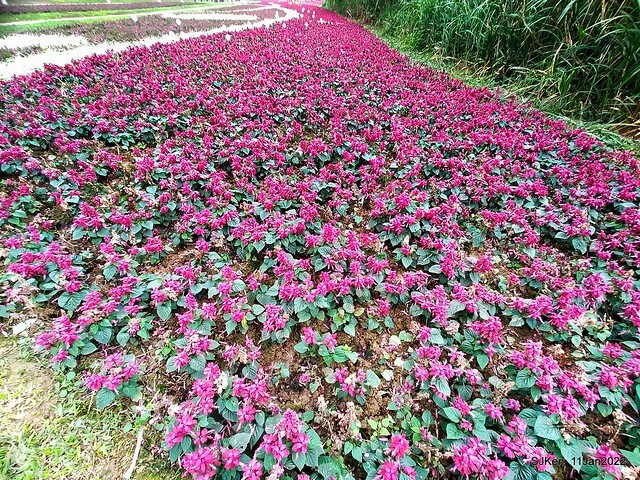 成美左岸河濱公園花海(Flower blossoms of Cheng-Me riverbank garden), Taipei, Taiwan, SJKen, Jan 11, 2022.