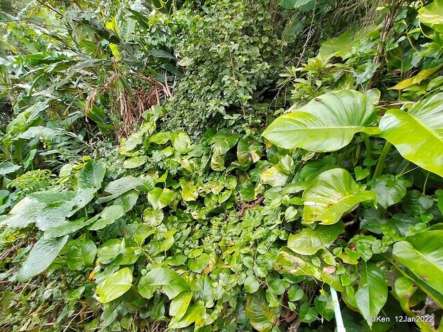 「風尾步道賞櫻」(Cherry blossoms at Windtail, Yangming mountain, Taipei, Taiwan, SJKen, Jan 12, 2022.