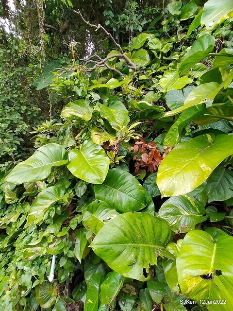 「風尾步道賞櫻」(Cherry blossoms at Windtail, Yangming mountain, Taipei, Taiwan, SJKen, Jan 12, 2022.