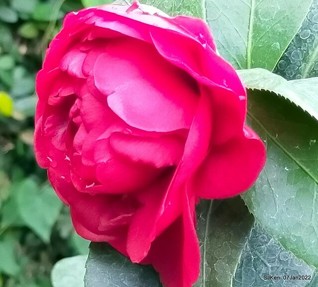 2022「花IN台北」台北花季花卉試驗中心茶花展(2022 Camillia exhibition), Taipei, Taiwan, SJKen,Jan 7,  2022.