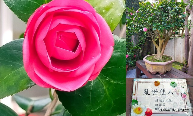 2022「花IN台北」台北花季花卉試驗中心茶花展(2022 Camillia exhibition), Taipei, Taiwan, SJKen,Jan 7,  2022.