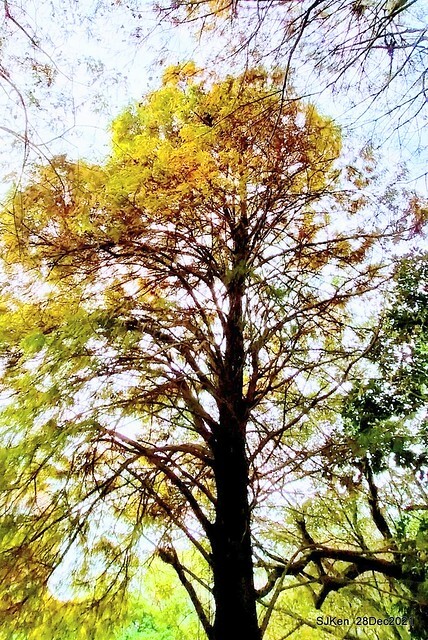 Larix pine & water birds at Big lake garden, Taipei, Taiwan, SJKen, Dec 28, 2021.