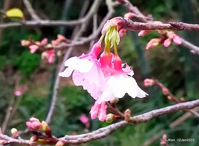「風尾步道賞櫻」(Cherry blossoms at Windtail, Yangming mountain, Taipei, Taiwan, SJKen, Jan 12, 2022.