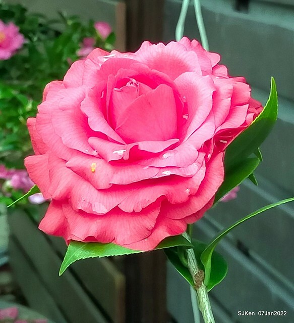 2022「花IN台北」台北花季花卉試驗中心茶花展(2022 Camillia exhibition), Taipei, Taiwan, SJKen,Jan 7,  2022.