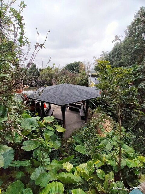 「風尾步道賞櫻」(Cherry blossoms at Windtail, Yangming mountain, Taipei, Taiwan, SJKen, Jan 12, 2022.