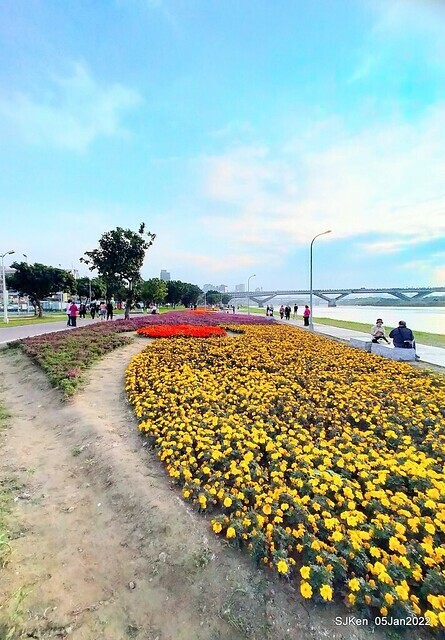 延平河濱公園花海(Flower blossoms of Yan-ping riverbank garden), Taipei, Taiwan, SJKen, Jan 5, 2022.