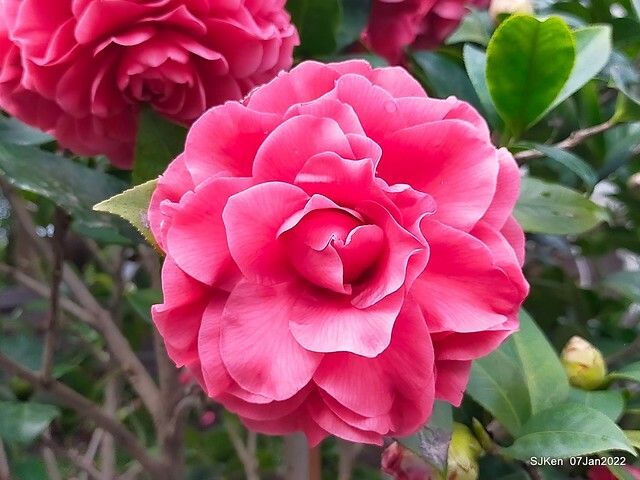 2022「花IN台北」台北花季花卉試驗中心茶花展(2022 Camillia exhibition), Taipei, Taiwan, SJKen,Jan 7,  2022.