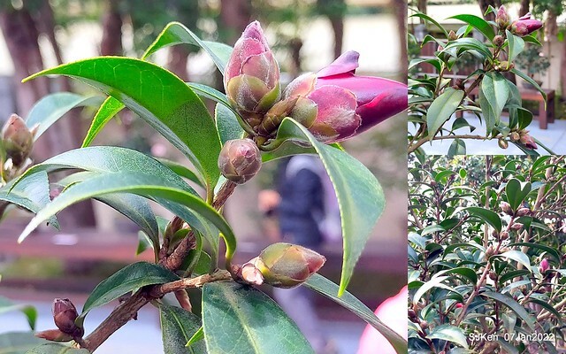 2022「花IN台北」台北花季花卉試驗中心茶花展(2022 Camillia exhibition), Taipei, Taiwan, SJKen,Jan 7,  2022.