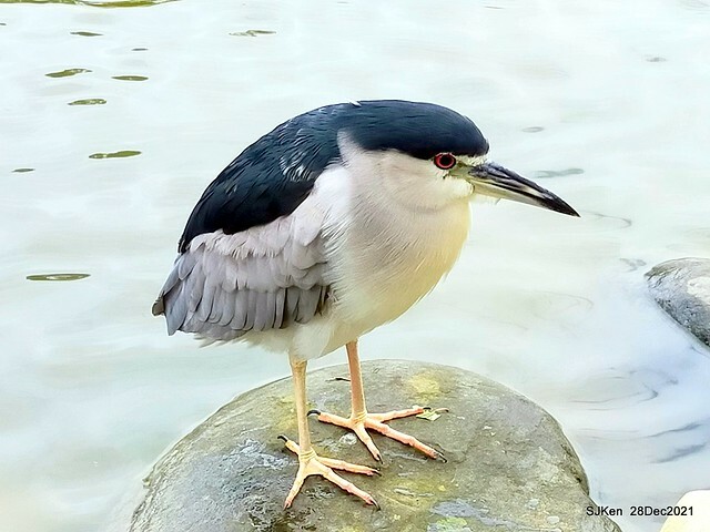 Larix pine & water birds at Big lake garden, Taipei, Taiwan, SJKen, Dec 28, 2021.