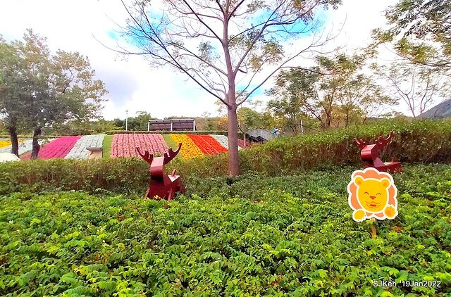 Park blossoms at「 北投社三層崎公園」, Taipei, Taiwan, SJKen, Jan 19, 2022.
